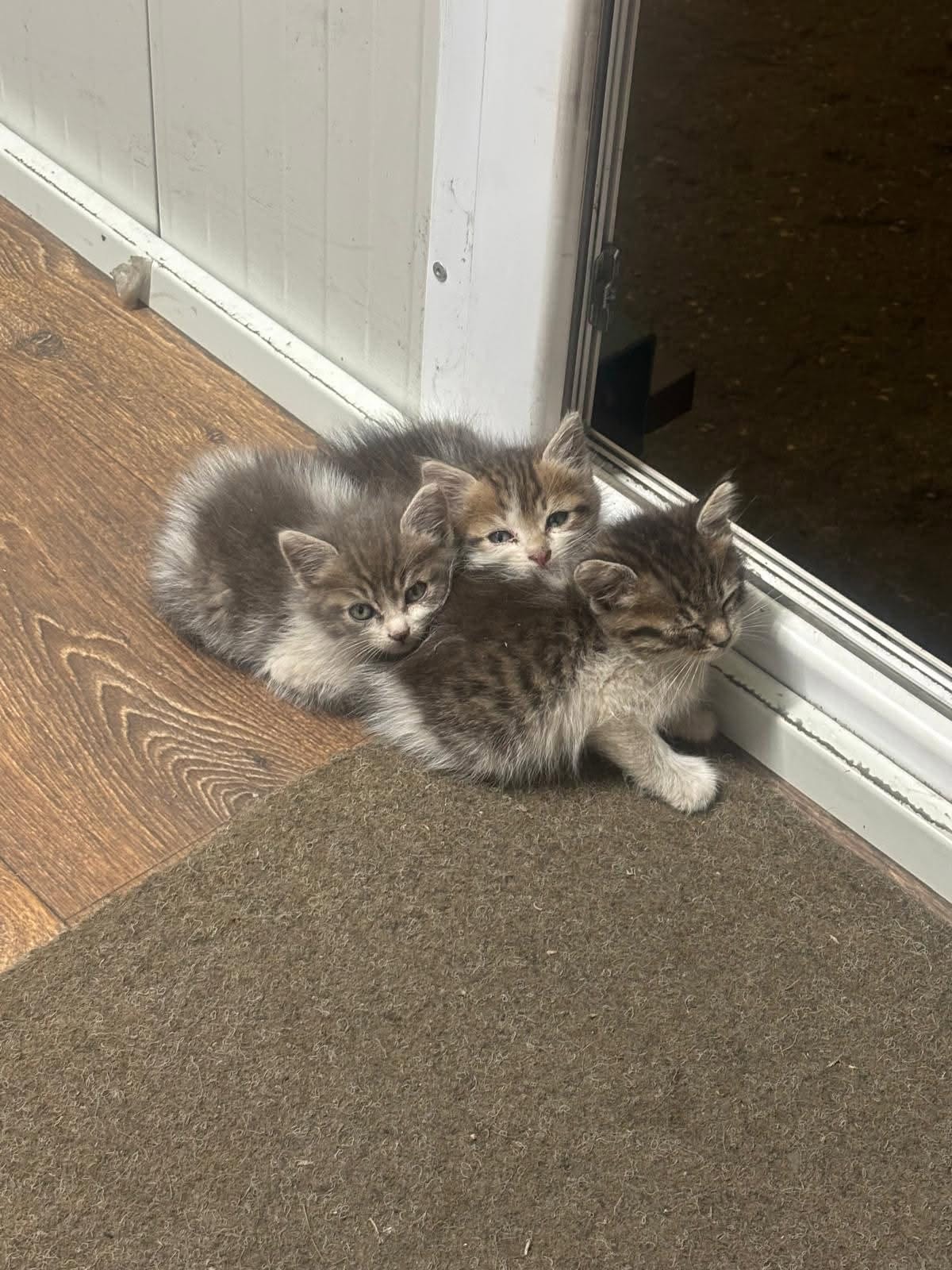3 Pisoi