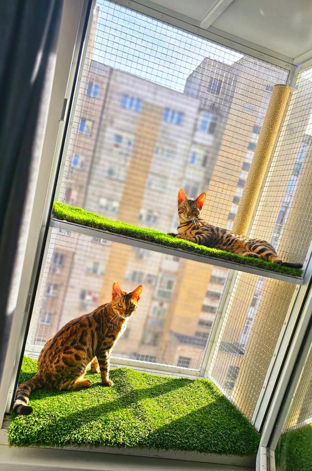 CityCATS