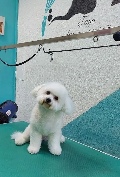 Tarja Frizerie Canină